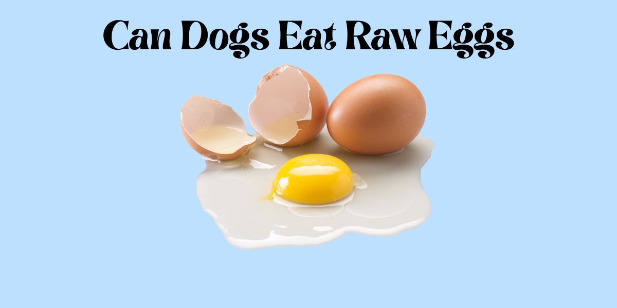 Can Dogs Eat Raw Eggs