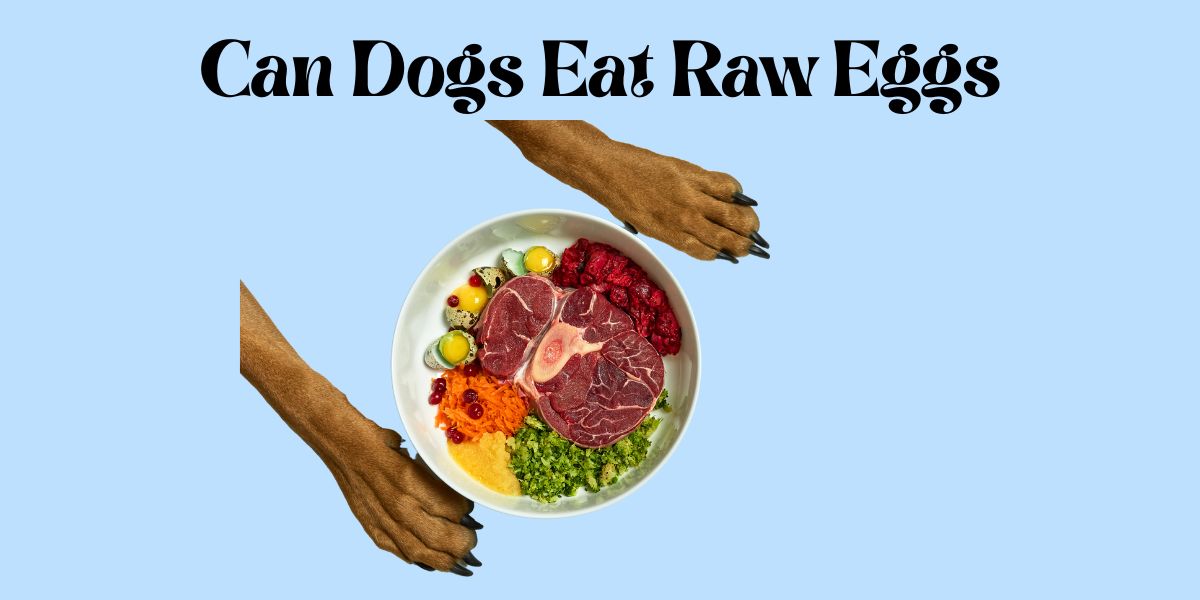 can dogs eat raw eggs