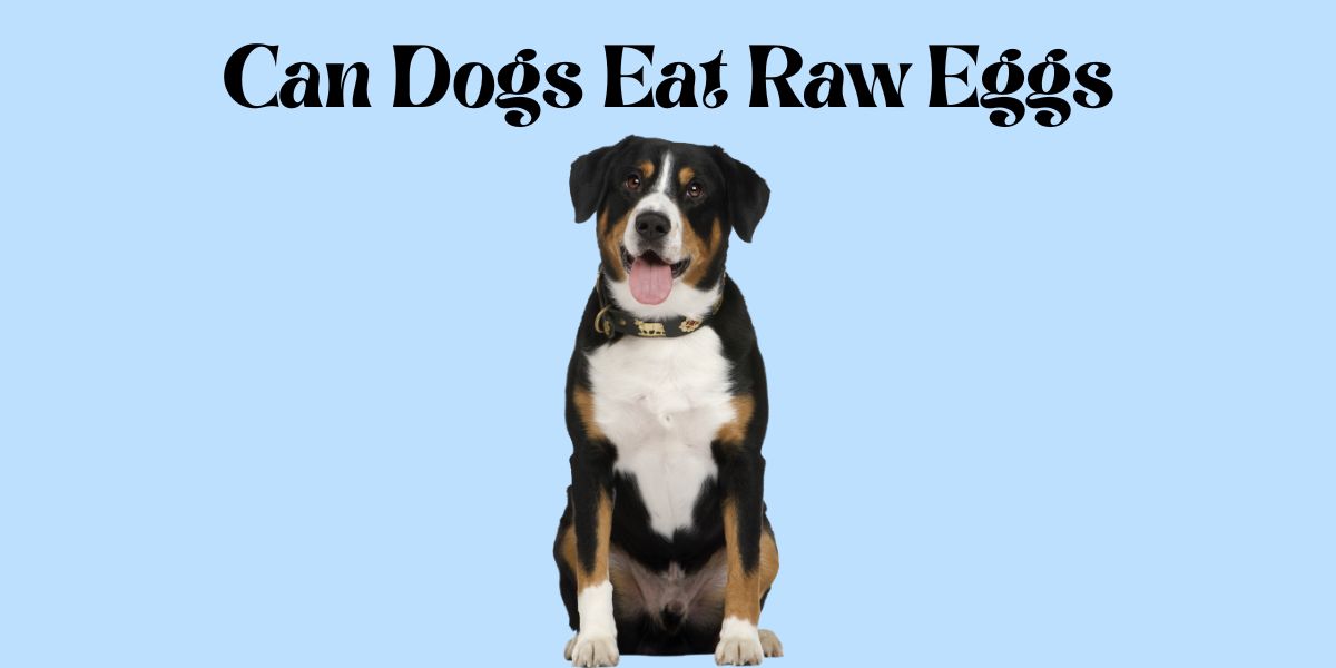 can dogs eat raw eggs