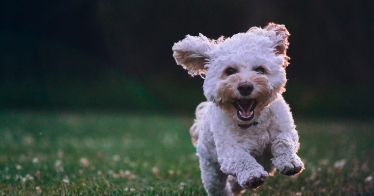 Can Dogs Safely Consume Raw Meat?