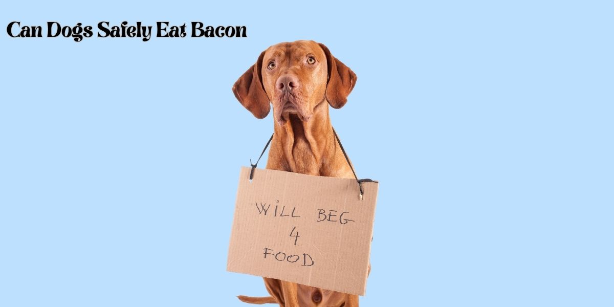can dogs safely eat bacon