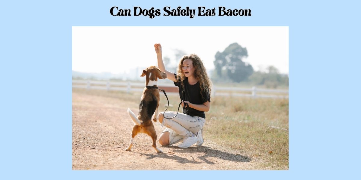 can dogs safely eat bacon