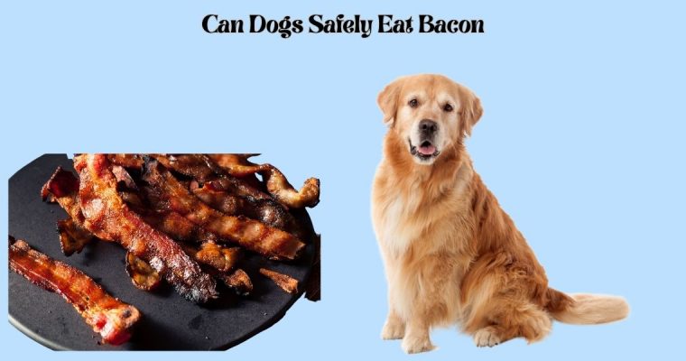 Can Dogs Safely Eat Bacon?