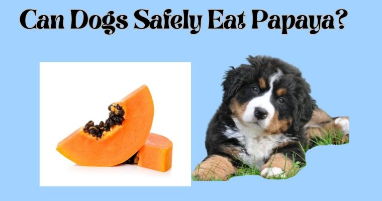 Can Dogs Safely Eat Papaya?