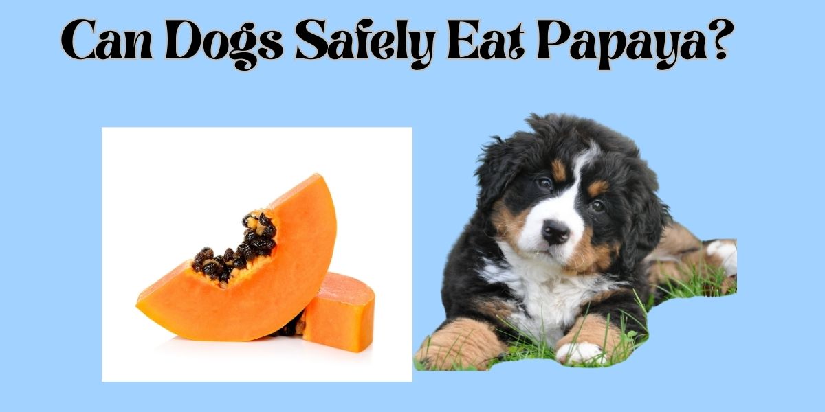 Can Dogs Safely Eat Papaya?