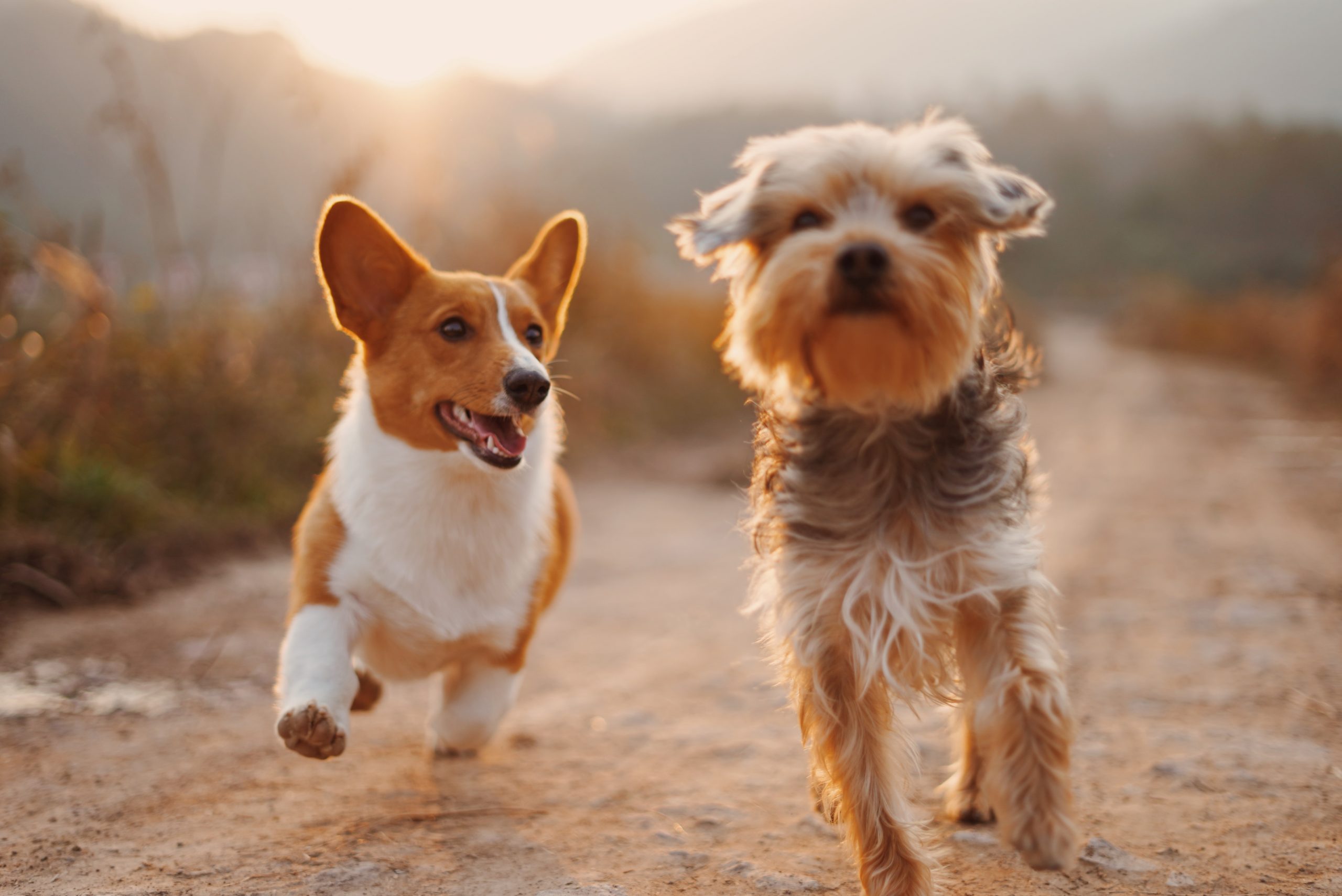 Factors To Consider When Adopting A Dog
