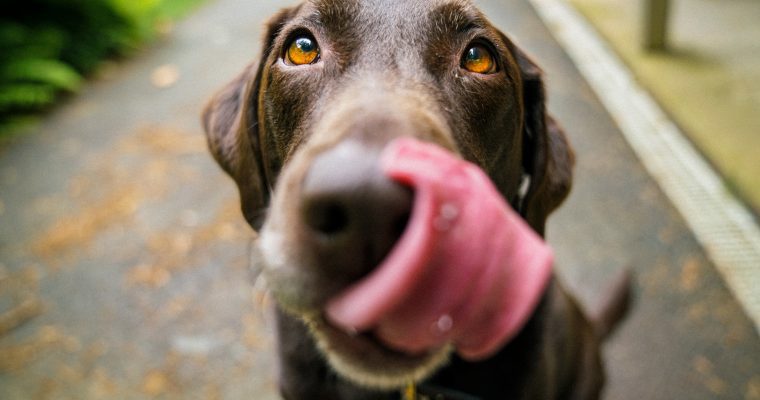 Can Dogs Eat Cat Food