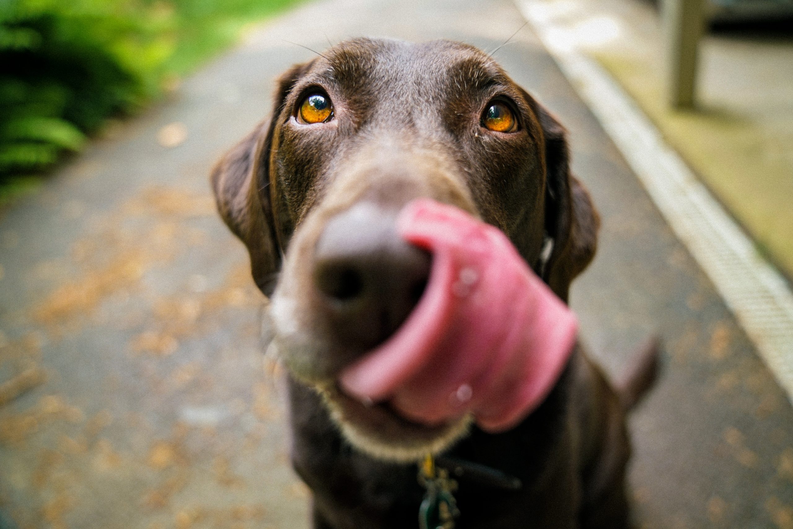 Can Dogs Eat Cat Food