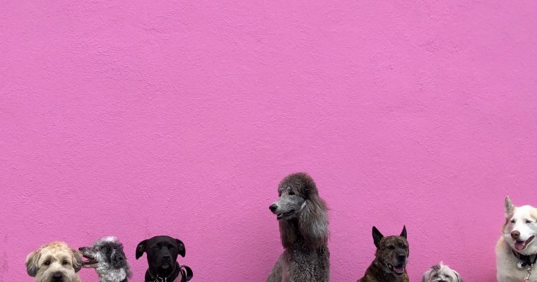 Can Dogs Safely Eat Plums?