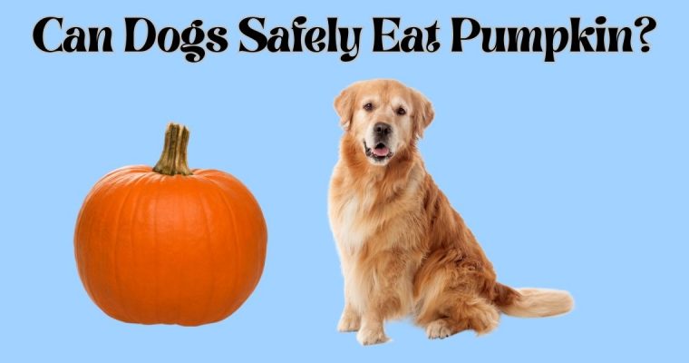 Can Dogs Safely Eat Pumpkin?