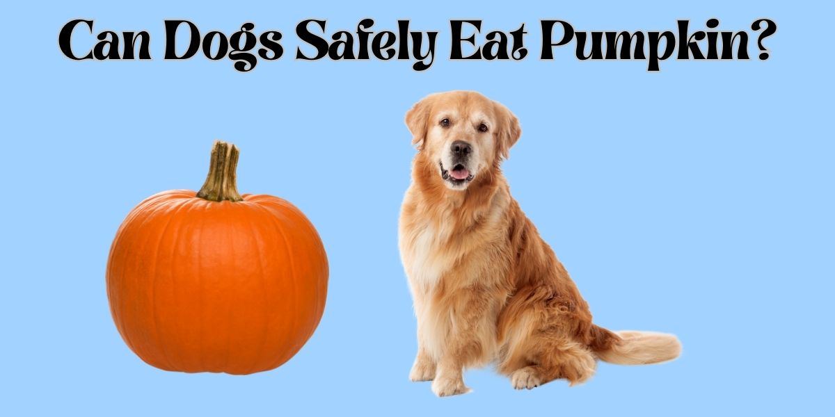 Can Dogs Safely Eat Pumpkin?