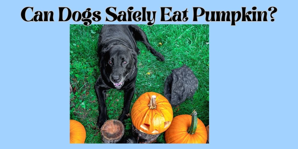 can dogs safely eat pumpkin