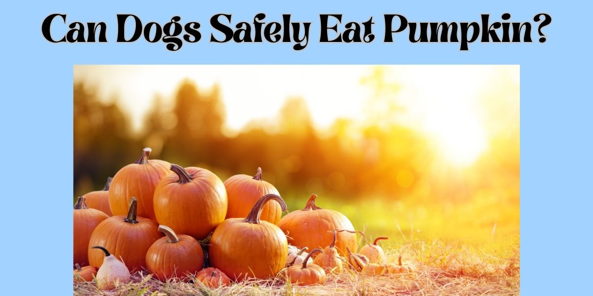 can dogs safely eat pumpkin