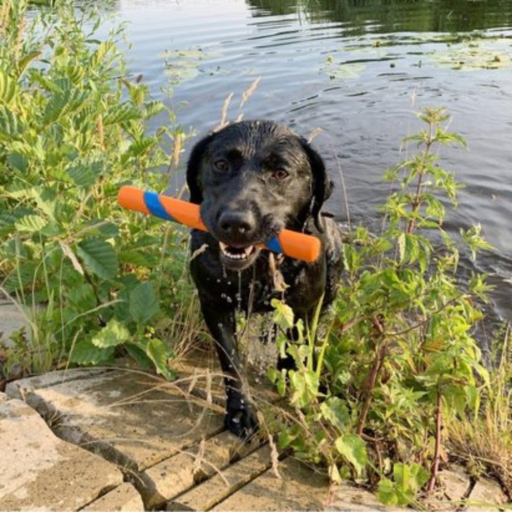 Chuckit! Ultra Fetch Stick Outdoor Dog Toys, for All Breed Sizes Medium