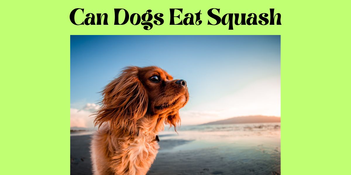 can dogs eat squash