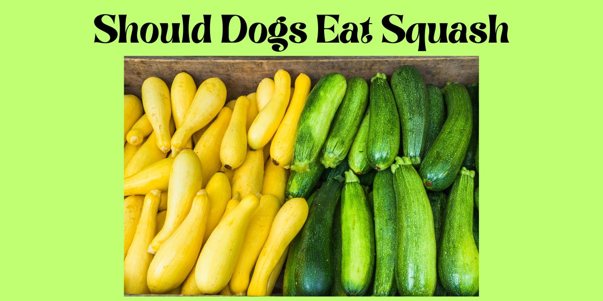can dogs eat squash