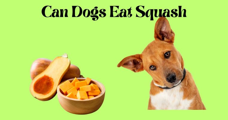 Can Dogs Eat Squash: A Guide for Pet Owners