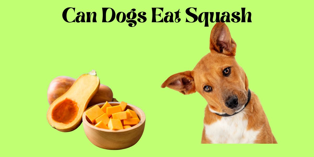 Can Dogs Eat Squash: A Guide for Pet Owners