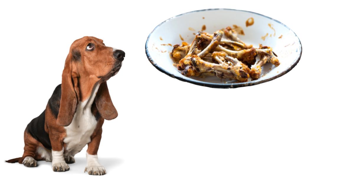 can dogs have chicken bones