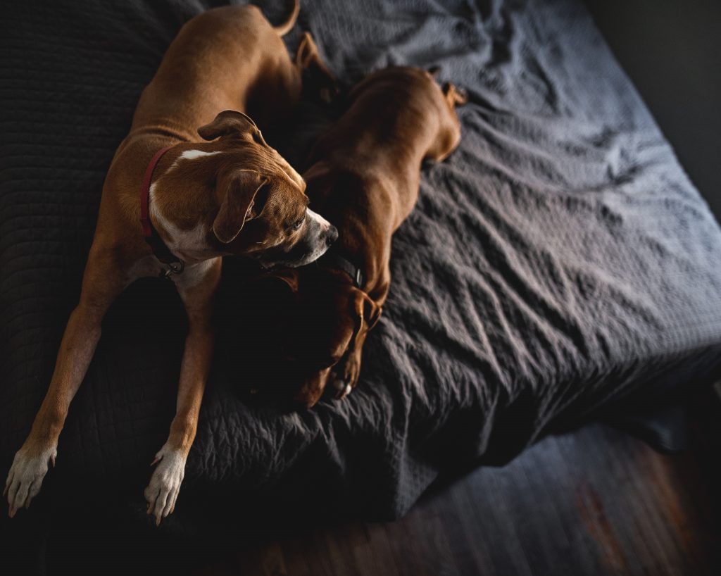 Is it Safe for Dogs to Eat Bananas?