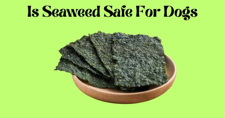 Can dogs Consume Seaweed Safely?