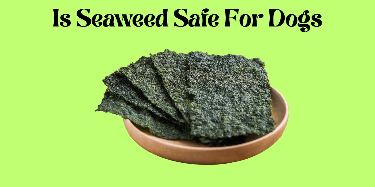 Can dogs Consume Seaweed Safely?