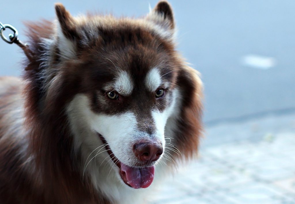 Puppy Love: Navigating The First Few Weeks With Your New Dog