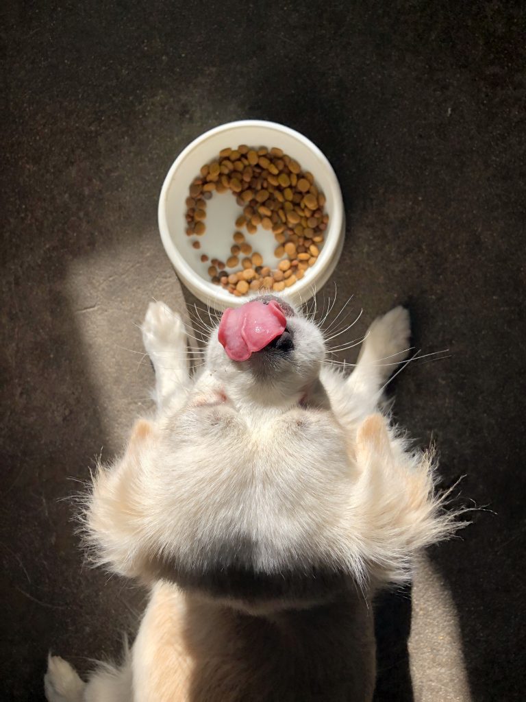 Safe and Healthy Foods for Dogs