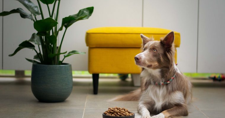 Safe and Healthy Foods for Dogs