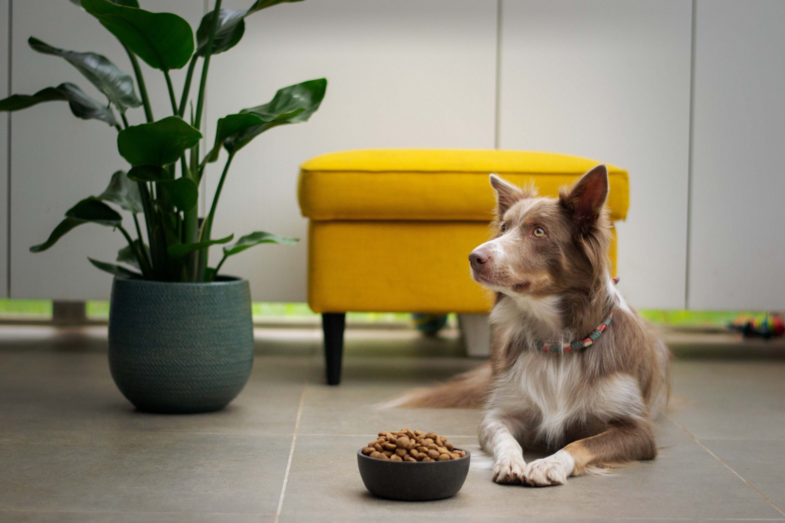 The First Few Weeks With Your New Dog