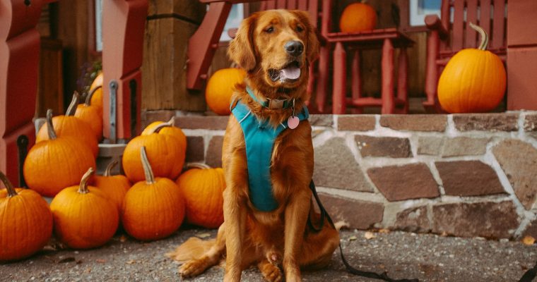 Safe and Healthy Vegetables for Dogs