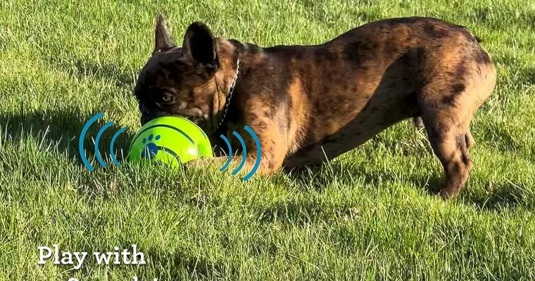 Wobble Wag Giggle Ball Review