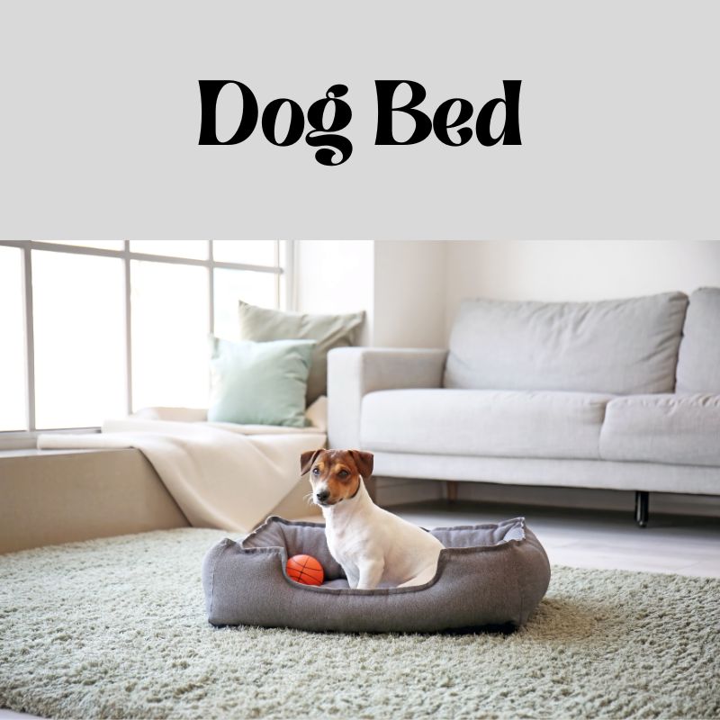Dog-Proofing Your Space