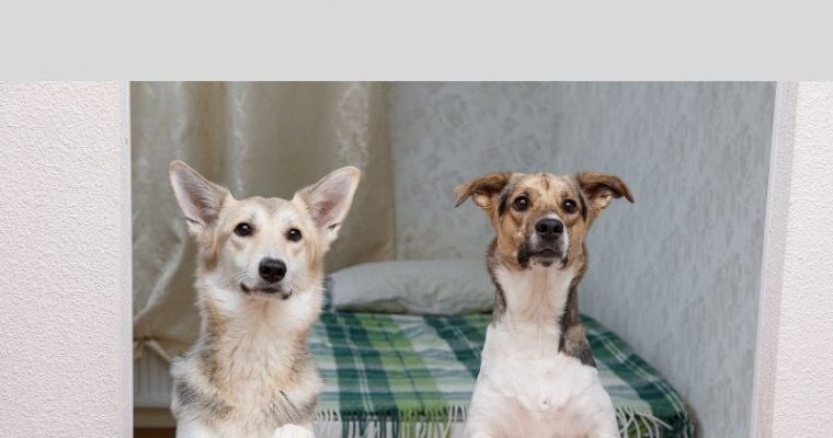 Dog-Proofing Your Space: Creating A Safe Environment For Your Pup