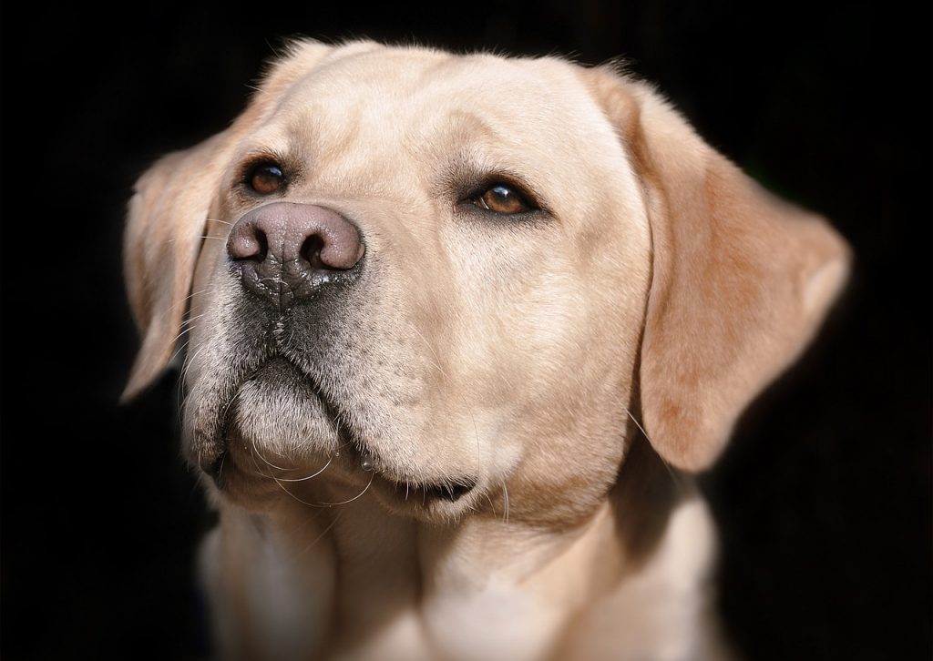 A Second Chance: Rehabilitating And Training Shelter Dogs For A New Life