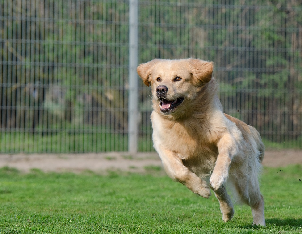 How Much Exercise Does A Large Dog Need