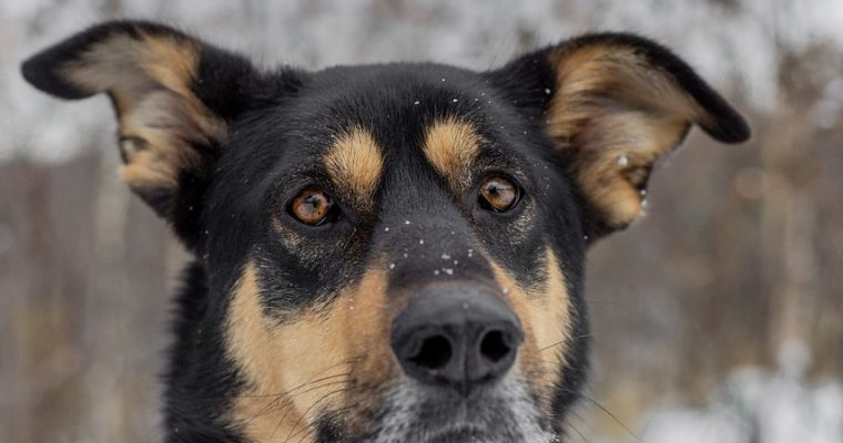 A Second Chance: Rehabilitating And Training Shelter Dogs For A New Life