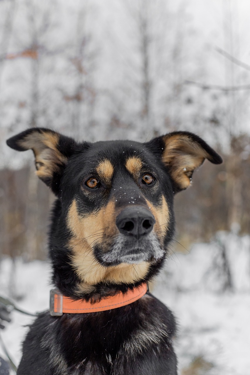 A Second Chance: Rehabilitating And Training Shelter Dogs For A New Life