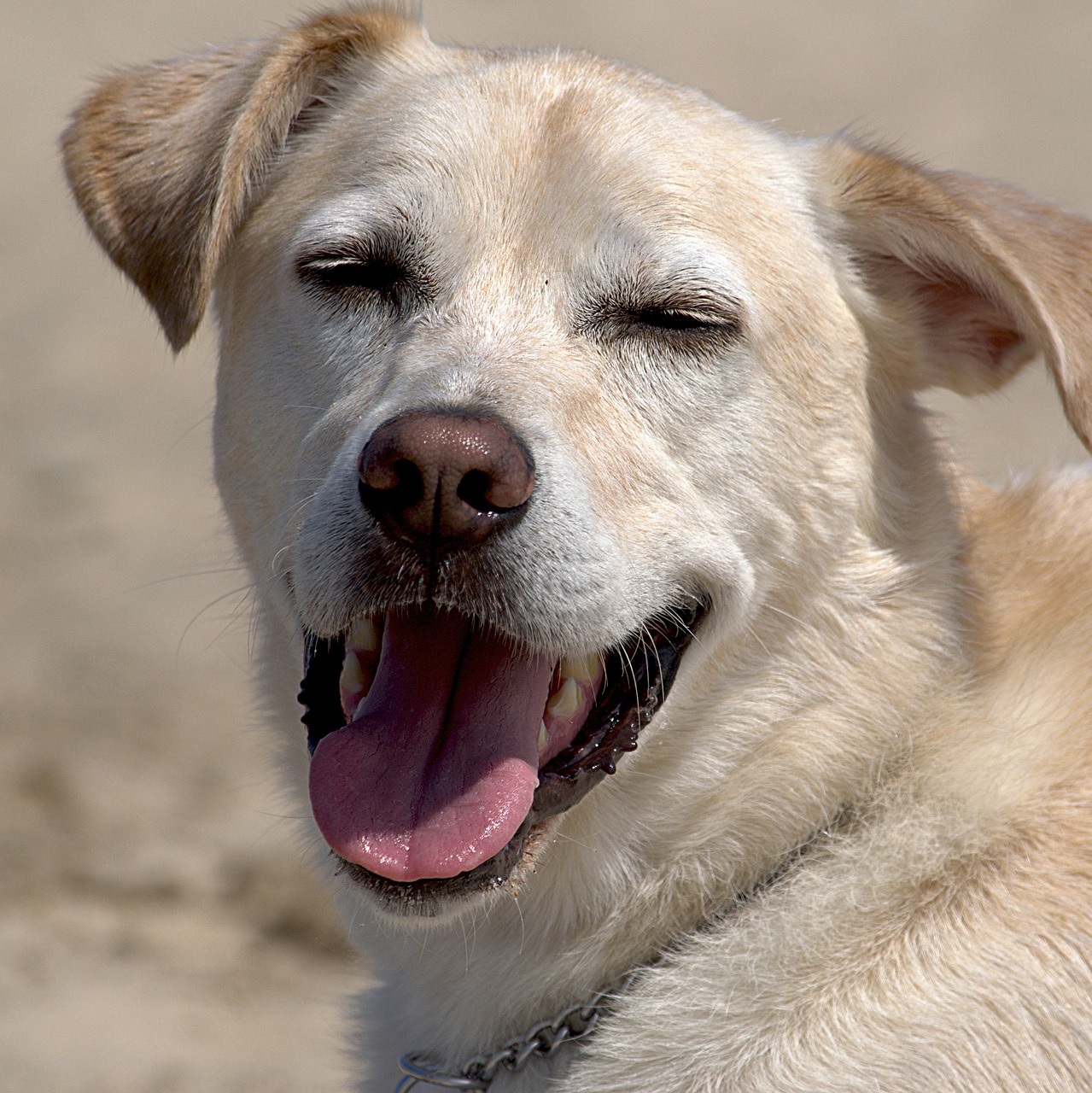 Providing Care And Comfort For Your Aging Canine