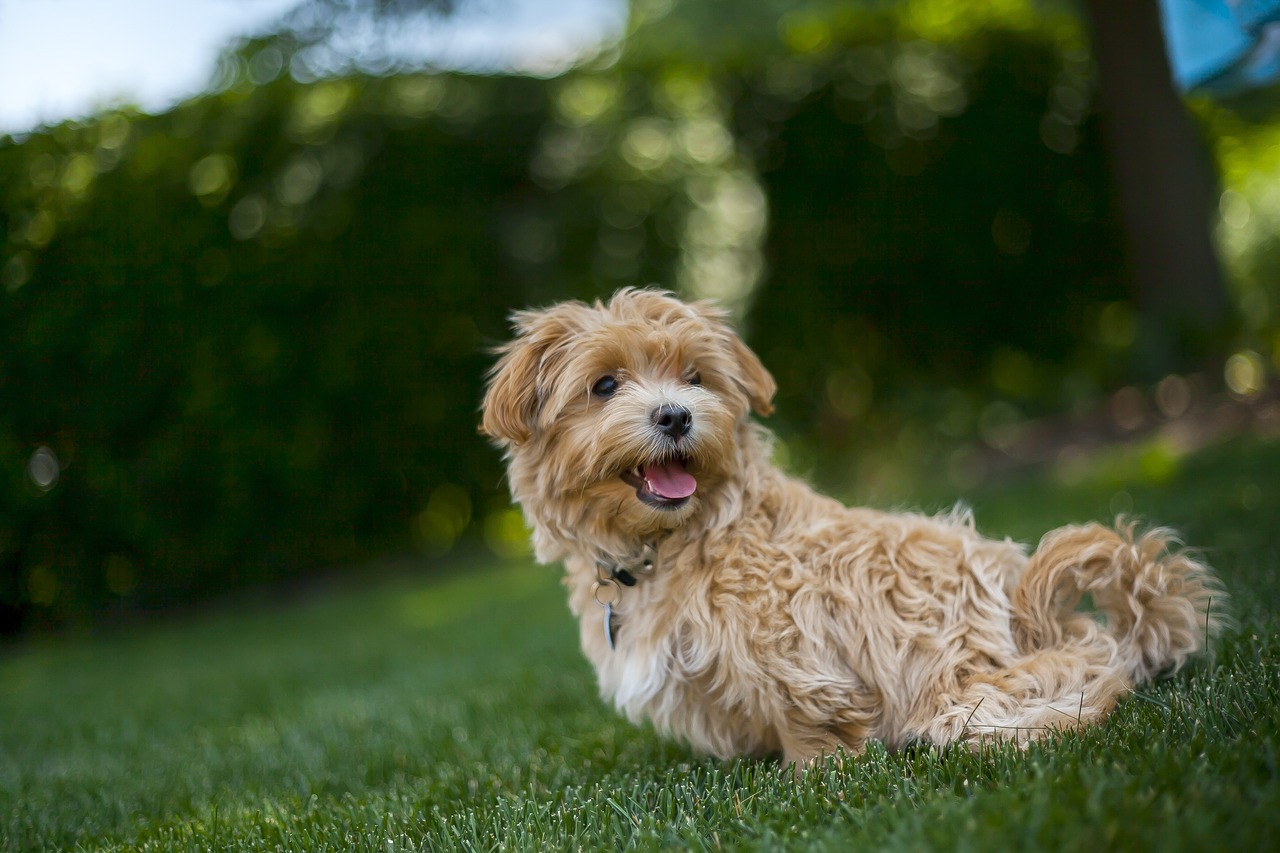 What Is The Average Lifespan Of A Dog