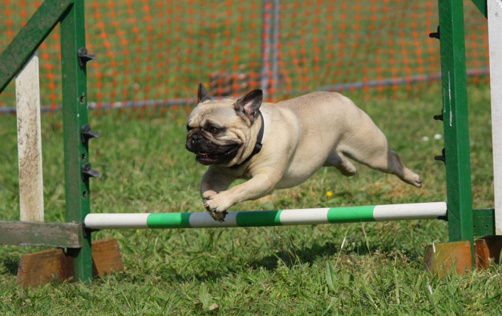 Choosing the Right Training Treats for Teaching Dogs Tricks and Commands