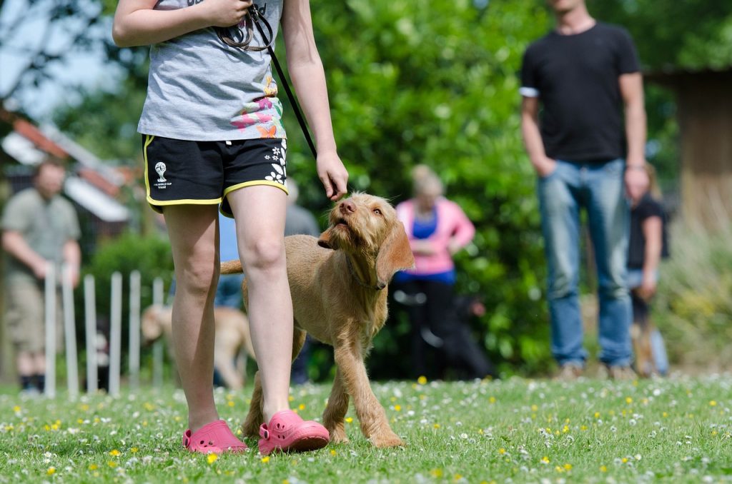Choosing the Right Training Treats for Teaching Dogs Tricks and Commands