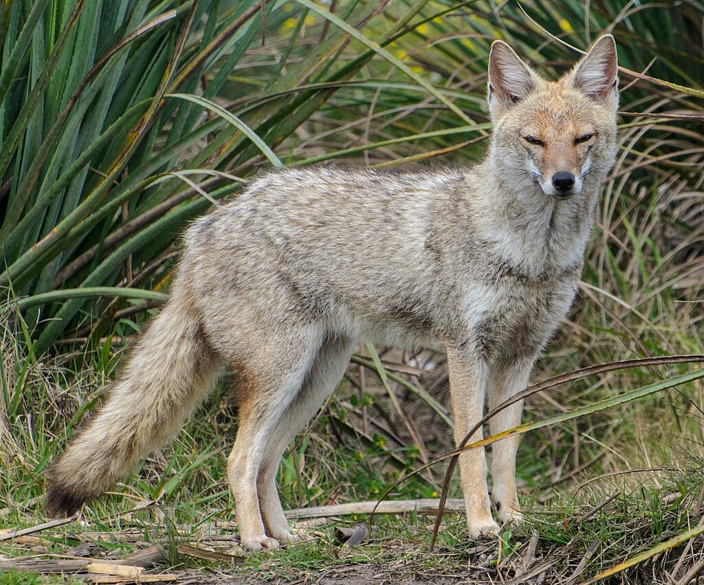 The Unprecedented Discovery of a Dog-Fox Hybrid