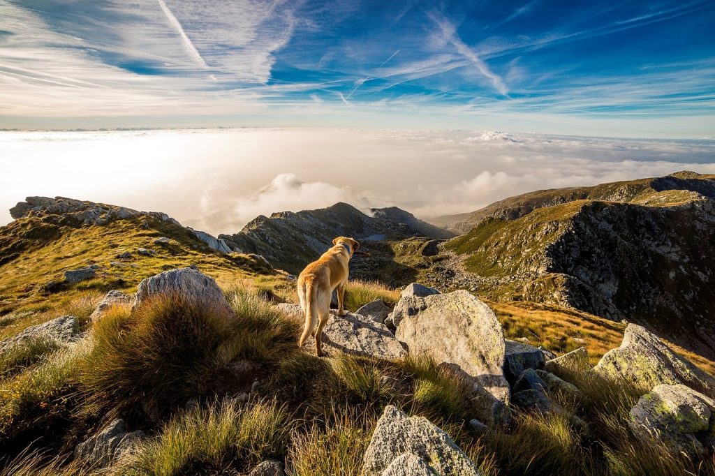 From Woof To Wellness: How Dogs Can Improve Your Mental And Physical Health