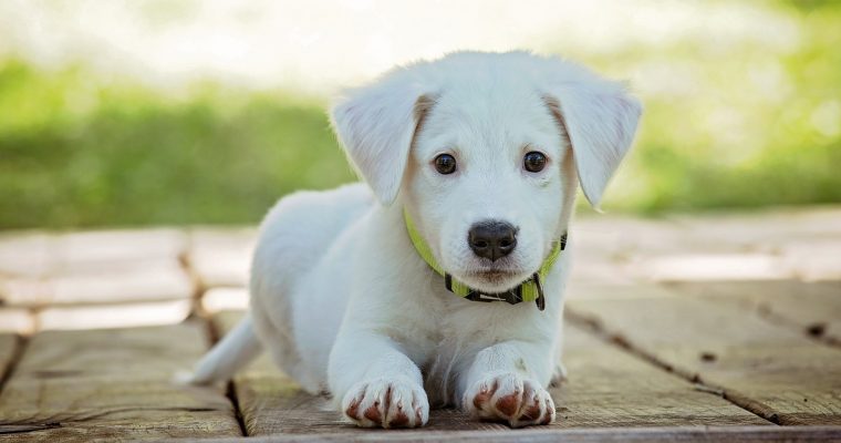 From Woof To Wellness: How Dogs Can Improve Your Mental And Physical Health