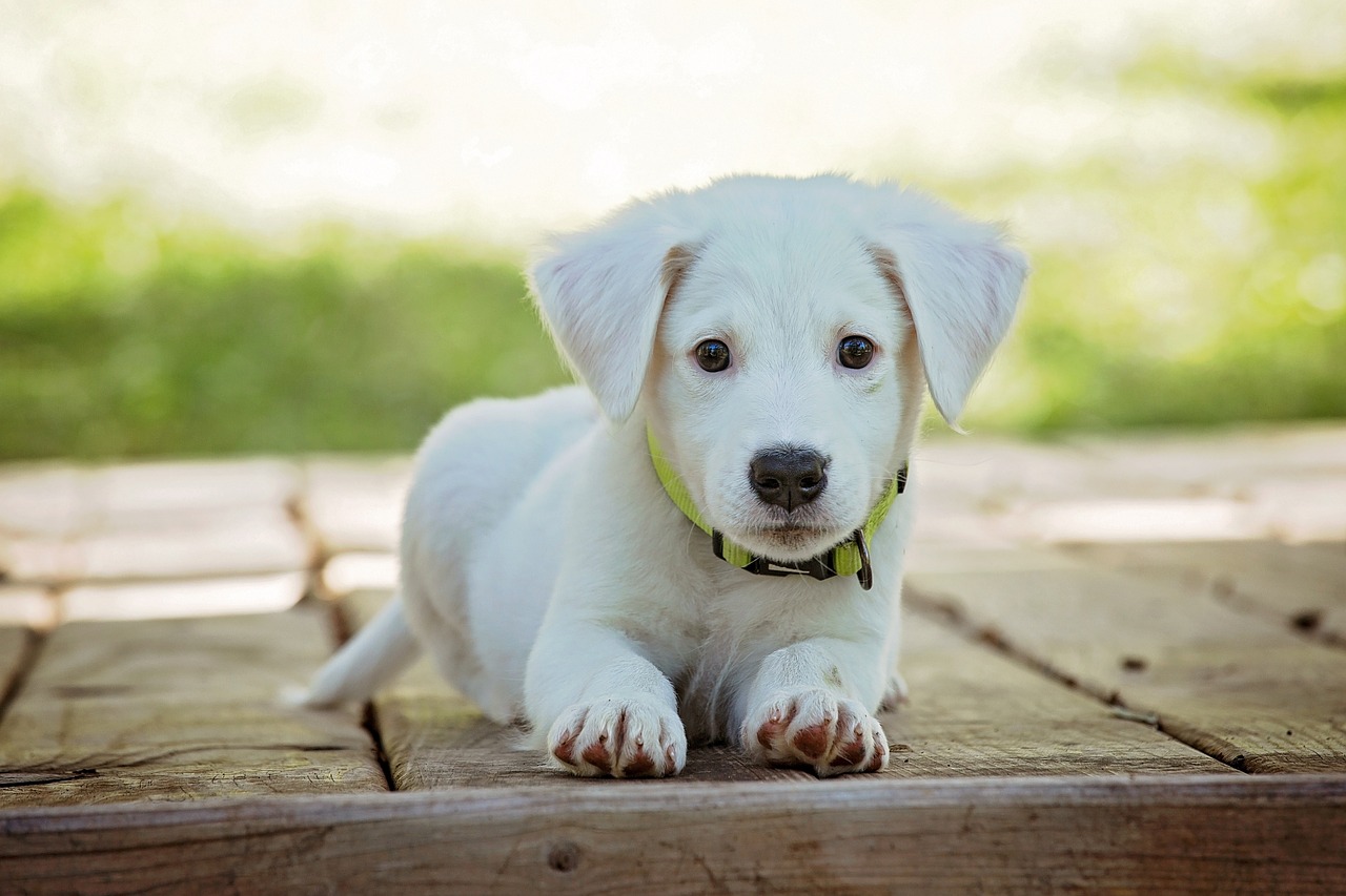 From Woof To Wellness: How Dogs Can Improve Your Mental And Physical Health