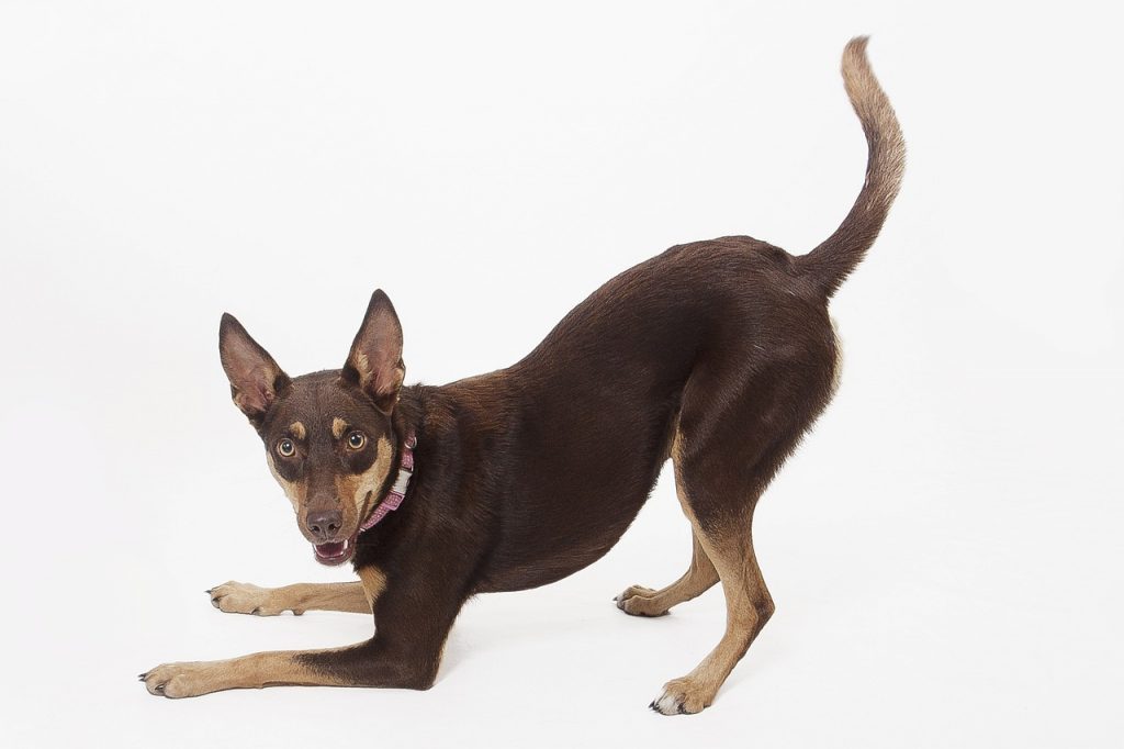 More than 130 Rescued Dogs Ready for Adoption at IC Animal Care Facility