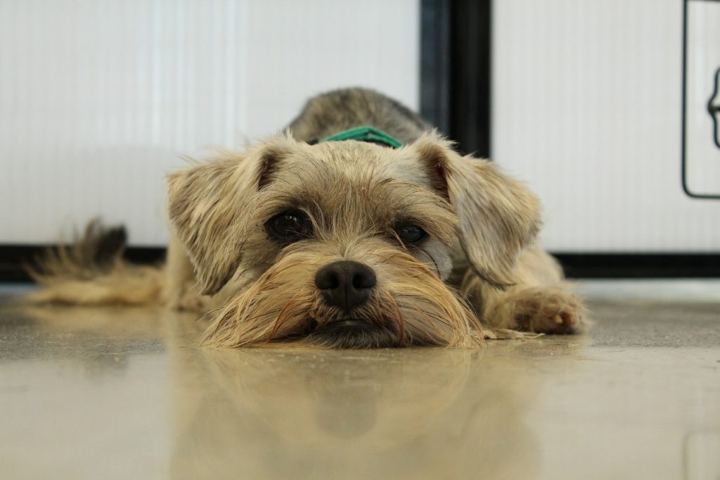 More than 130 Rescued Dogs Ready for Adoption at IC Animal Care Facility