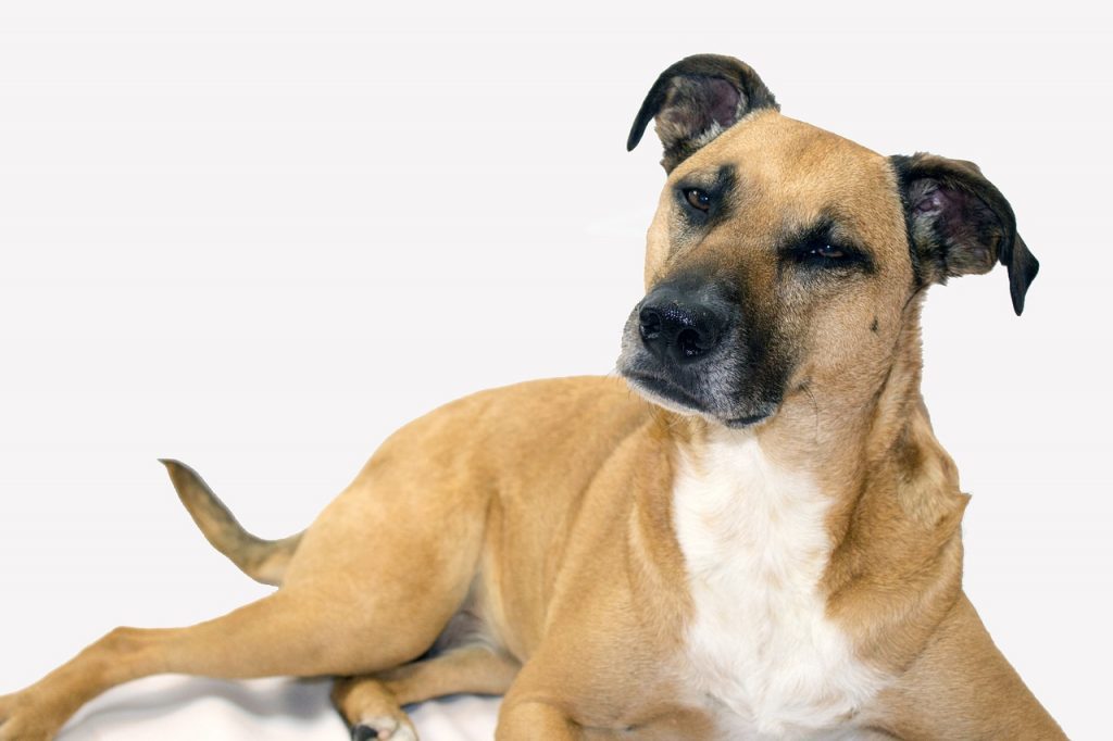 More than 130 Rescued Dogs Ready for Adoption at IC Animal Care Facility