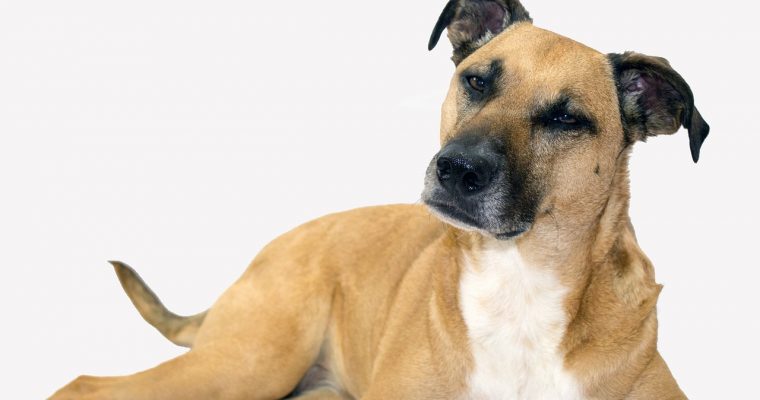 More than 130 Rescued Dogs Ready for Adoption at IC Animal Care Facility
